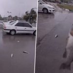 Fish Rain in Iran: Videos Show Fishes Falling from the Sky amid Heavy Rainfall in Iran, Viral Clips Surface