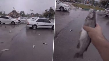 Fish Rain in Iran: Videos Show Fishes Falling from the Sky amid Heavy Rainfall in Iran, Viral Clips Surface