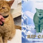 Cala Cat Dead: Viral ‘I Go Meow’ Cat Who Ruled the Internet With Her Singing Passes Away Due to Old Age