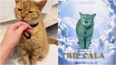 Cala Cat Dead: Viral 'I Go Meow' Cat Who Ruled the Internet With Her Singing Passes Away Due to Old Age