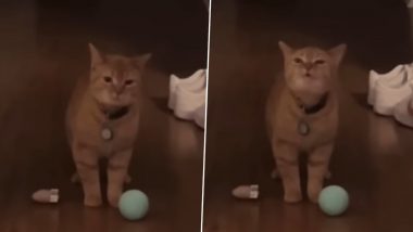 'I Go Meow' Cat Meme: Watch the Viral Video of a Hilarious Cat Talking Its Heart Out!