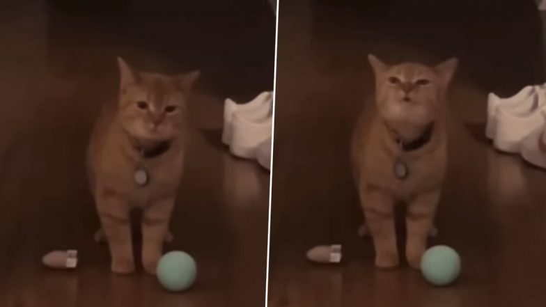 'I Go Meow' Cat Meme: Watch the Viral Video of a Hilarious Cat Talking Its Heart Out!