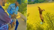 Animal Cruelty in Vadodara: Two Youths Swing Stray Dog by Its Legs, Throw It From 50 Feet Height; Disturbing Video Surfaces