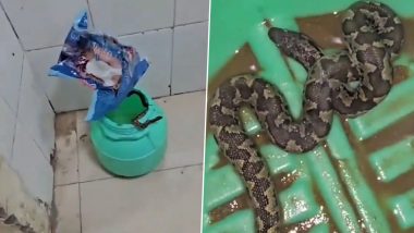 Bihar: Girl Bitten by Snake in Nalanda, Family Takes Live Serpent to Nalanda; Video Goes Viral