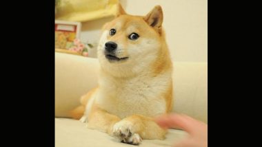 Kabosu Dies: Japanese Shiba Inu Dog That Became Face of Doge Meme and Dogecoin Cryptocurrency Passes Away at 18