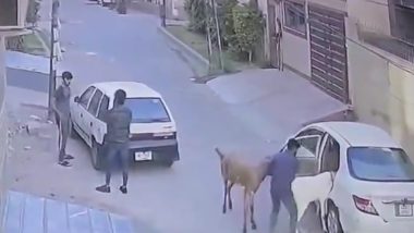 Pakistan: Car-Borne Thieves Steal Goats in Daylight Robbery Ahead of Bakrid, Video Surfaces