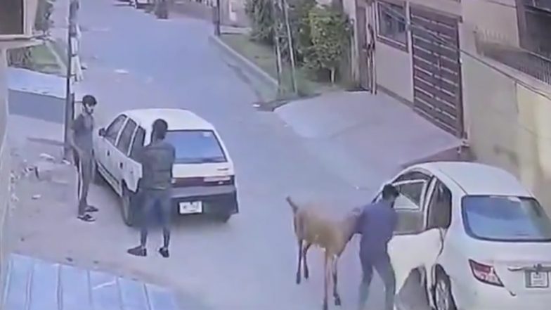 Pakistan: Car-Borne Thieves Steal Goats in Daylight Robbery Ahead of Bakrid, Video Surfaces