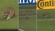 Raccoon Dog Breaches Security to Enter Subaru Park Stadium During MLS 2024 Match Between Philadelphia Union and New York City FC, Video Goes Viral