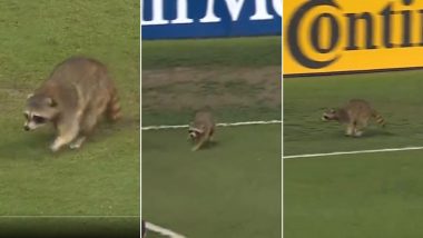 Raccoon Dog Breaches Security to Enter Subaru Park Stadium During MLS 2024 Match Between Philadelphia Union and New York City FC, Video Goes Viral