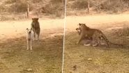 Leopard Kills Dog in Jhalana, Jaipur: Viral Video Captures Wild Cat Hunt and Kill Dog in Matter of Few Seconds (Watch)