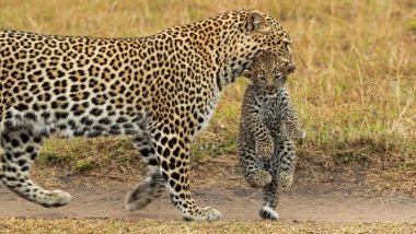 Are Leopards Nocturnal or Diurnal? Know Interesting Facts About Leopard