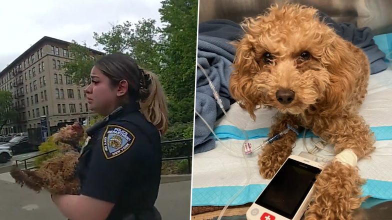 Puppy Saved by NYPD From Cruel Owner! Tearful Officers Save 1-Year-Old Poodle Rocket, Thrown Off a Manhattan Park Ledge by Woman Who Apparently Snapped (Watch Video)