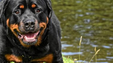 Chennai Rottweiler Attack: Rottweiler, Pitbull Terrier, American Bulldog Among 23 Breeds Banned by Tamil Nadu Government After Two Pet Rottweilers Bit 5-Year-Old Girl, Check Full List