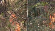 Shimla Fire: Massive Blaze Erupts in Forest Area in Himachal Pradesh's Tutikandi Area (Watch Video)