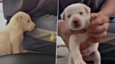 Sleepy Puppy Dancing on 'Baby Doll' Song Is The Cutest Video on the Internet, Watch Viral Video