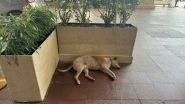 Stray Dog Sleeps Inside Taj Mahal Hotel Premises! Ratan Tata Lauded for Allowing Tired Animal To Rest in Mumbai&rsquo;s Iconic Hotel in Viral Post