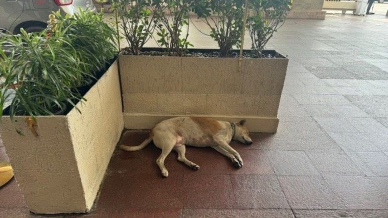 Stray Dog Sleeps Inside Taj Mahal Hotel Premises! Ratan Tata Lauded for Allowing Tired Animal To Rest in Mumbai’s Iconic Hotel in Viral Post