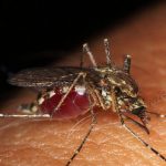 What Is West Nile Fever? As Cases Reported in Kerala, Know All About Symptoms, Causes and Treatment for West Nile Virus Infection
