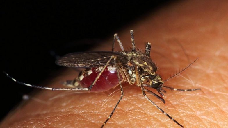 Zika Virus: Two More Cases of Mosquito-Borne Virus Reported in Pune, Total Tally Rises to Six