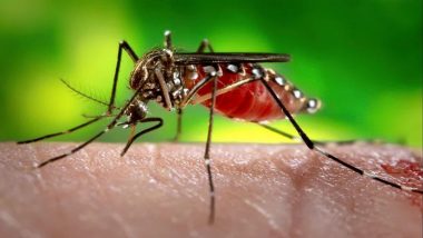 West Nile Fever Causes, Symptoms, Treatment As Well as Prevention Tips: Know About the Fatal Mosquito-Borne Disease in Humans