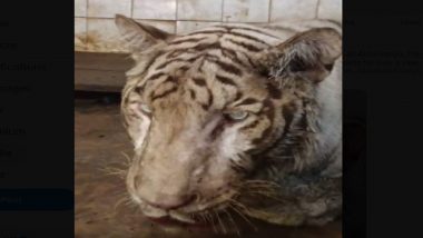 White Tiger Abhimanyu Passes Away Due to Chronic Renal Failure at Hyderabad’s Nehru Zoological Park