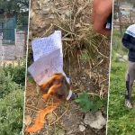 Kashmir: ‘Woman Caught Red-Handed While Burying Taaweez, Given by Satan Worshiper, for Black Magic in Graveyard’, Claim Netizens (Watch Video)