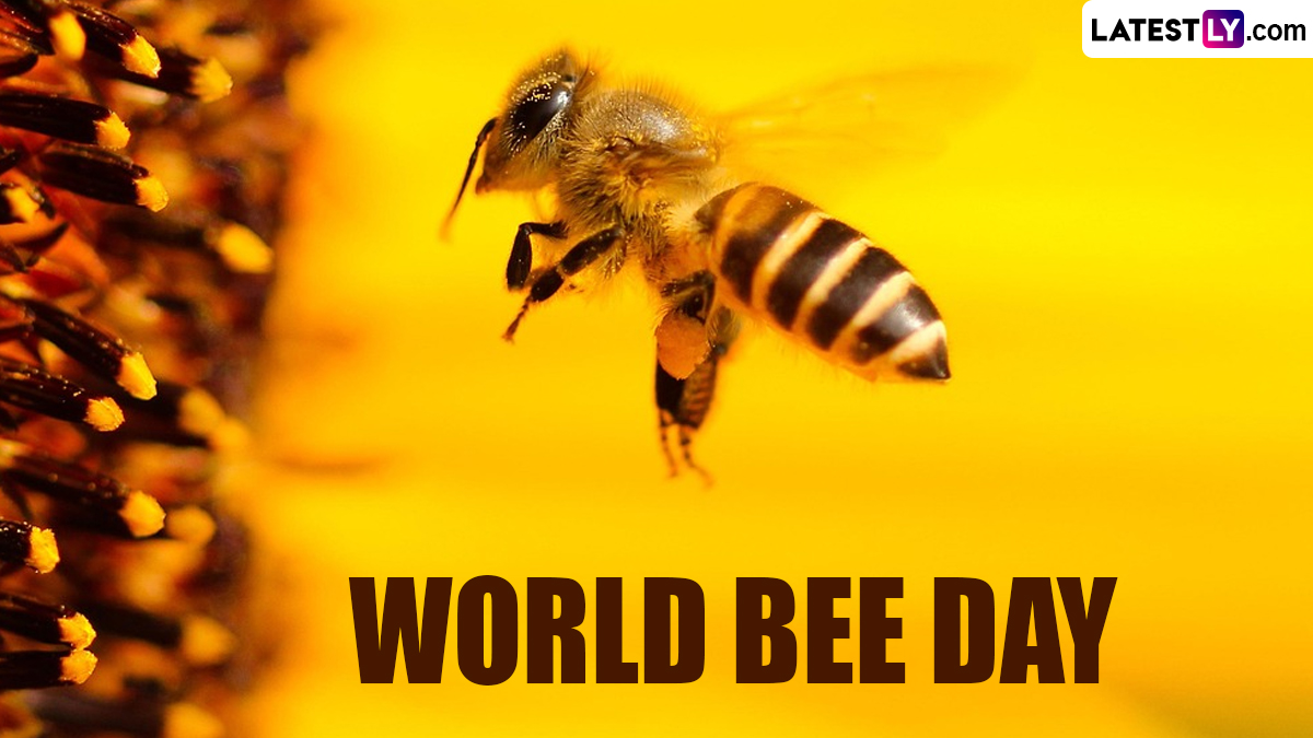 Bee Parade Festivals & Events News | When Is World Bee Day 2024? Know Date, Theme ...