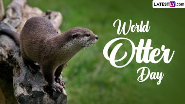 World Otter Day 2024 Date and Significance: Know All About the Day That Raises Awareness About the Protection and Conservation of Otters