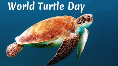 World Turtle Day 2024 Images, Messages and Videos: Netizens Share Tweets, Quotes and Slogans to Raise Awareness About Turtles