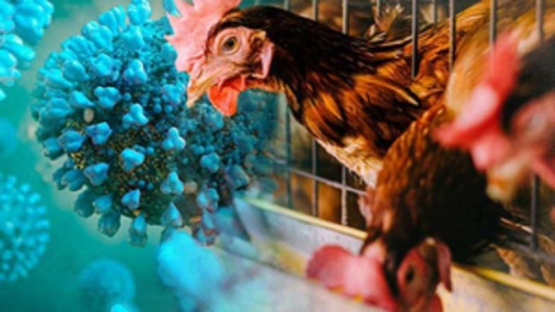 Bird Flu in India: WHO Confirms Second Human Case of H9N2 Virus From West Bengal