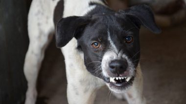 Dog Attack in Nagpur: Three-Year-Old Boy Dies After Being Attacked by Stray Dog in Maharashtra