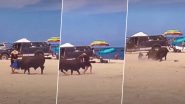 Bull Attack in Mexico: Woman Attacked by Wild Bull on Beach in Cabo, Disturbing Viral Video Surfaces