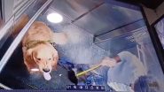 Animal Cruelty in Gurugram: Dog Walker Repeatedly Hits Golden Retriever Pet Dog Inside Elevator, Gets Sacked After Disturbing CCTV Video Surfaces