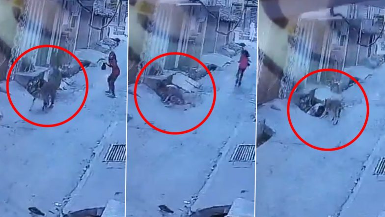 Dog Attack in UP: Minor Girl Suffers Injuries as Stray Canine Attacks Her in Bareilly, Disturbing Video Surfaces