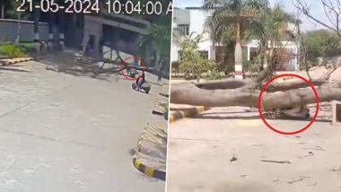 Hyderabad Shocker: Couple in Two Wheeler Crushed As Tree Falls on Them During Their Visit to Cantonment Hospital in Secunderabad; Disturbing Videos Surface