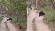 Bear Attacks Tigress in UP: Wild Bear Displays Rare Act of Aggression, Engages in Face Off With &lsquo;Calm&rsquo; Big Cat in Pilibhit Tiger Reserve (Watch Video)