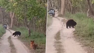 Bear Attacks Tigress in UP: Wild Bear Displays Rare Act of Aggression, Engages in Face Off With ‘Calm’ Big Cat in Pilibhit Tiger Reserve (Watch Video)