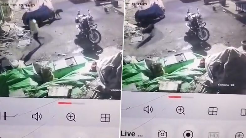 Dog Attack in Chennai: Five-Year-Old Girl Suffers Serious Injuries After Two Rottweilers Attack Her in Park, Owner Held (Watch Video)