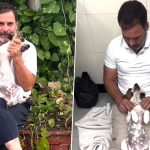 ‘My BFF Yassa Has Been Very Sick’: Rahul Gandhi Seeks Love and Support for His Pet Dog Who Is Suffering From Severe Gastric Infection, Makes Request in Adorable Video