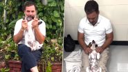 'My BFF Yassa Has Been Very Sick': Rahul Gandhi Seeks Love and Support for His Pet Dog Who Is Suffering From Severe Gastric Infection, Makes Request in Adorable Video