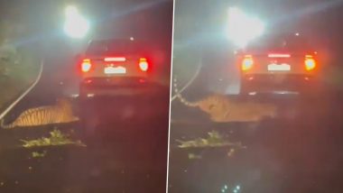 Tiger Killed in Road Accident in Maharashtra: Speeding SUV Runs Over Big Cat on Bhandara-Gondia Highway, Disturbing Video Surfaces