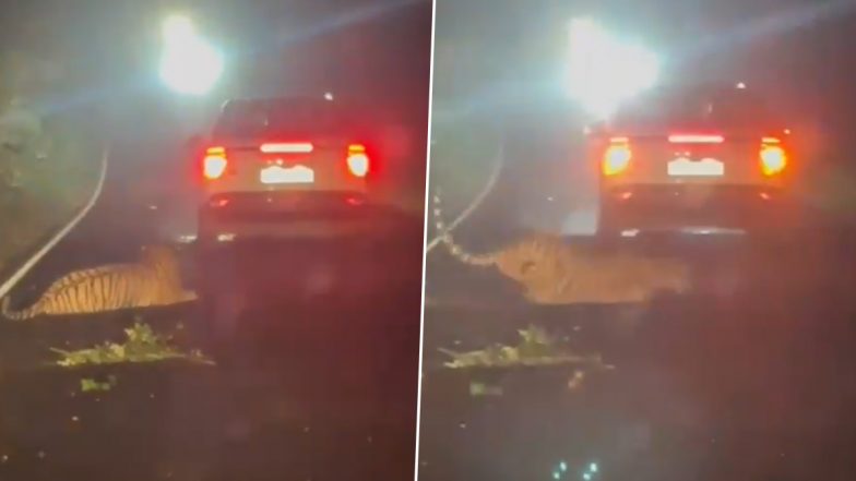 Tiger Killed in Road Accident in Maharashtra: Speeding SUV Runs Over Big Cat on Bhandara-Gondia Highway, Disturbing Video Surfaces