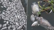 Kerala: Hundreds of Dead Fish Found Floating in Periyar River in Ernakulam, Video Surfaces
