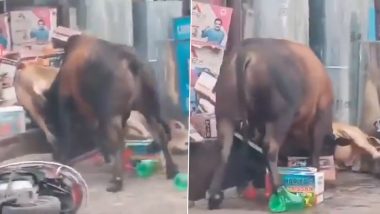 Stray Cattle Menace in UP: One Injured As Fighting Bulls Barge Into Store in Sambhal, Video Goes Viral