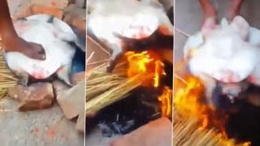 Tortoise Burnt Alive in Uttar Pradesh's Saharanpur, Two Accused Arrested After Disturbing Video Goes Viral