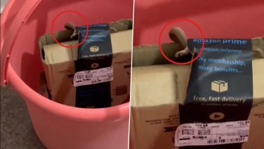 Live Snake Found in Amazon Package: Bengaluru Techie Orders Xbox Controller, Finds Cobra Inside Delivered Box (Watch Video)