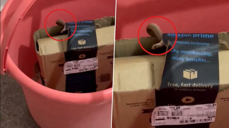 Live Snake Found in Amazon Package: Bengaluru Techie Orders Xbox Controller, Finds Cobra Inside Delivered Box (Watch Video)