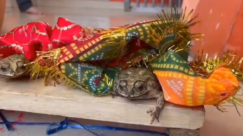 Frog Marriage in Uttar Pradesh: Villagers in Varanasi Conduct 'Wedding Ceremony' of Two Frogs to Appease Rain Gods, Video of Rituals Surfaces