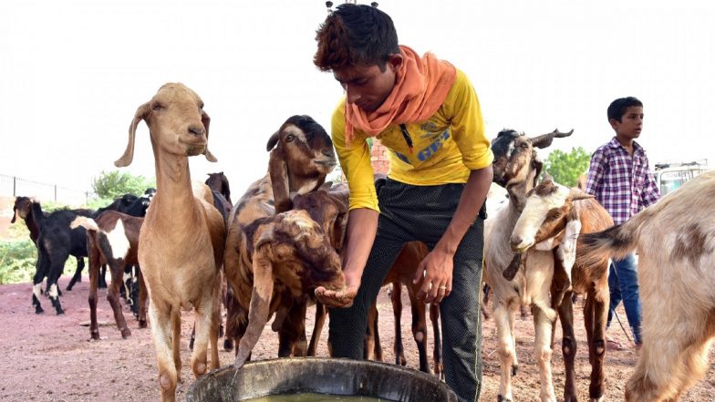 Pakistan: Trader Arrested for Selling Sacrificial Goat With Plastic Teeth in Karachi Ahead of Eid al-Adha