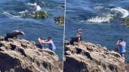 Sea Lion Nearly Attacks Little Boy After Father Positions Him Dangerously Close to the Wild for Photo at California Beach, Watch Viral Video